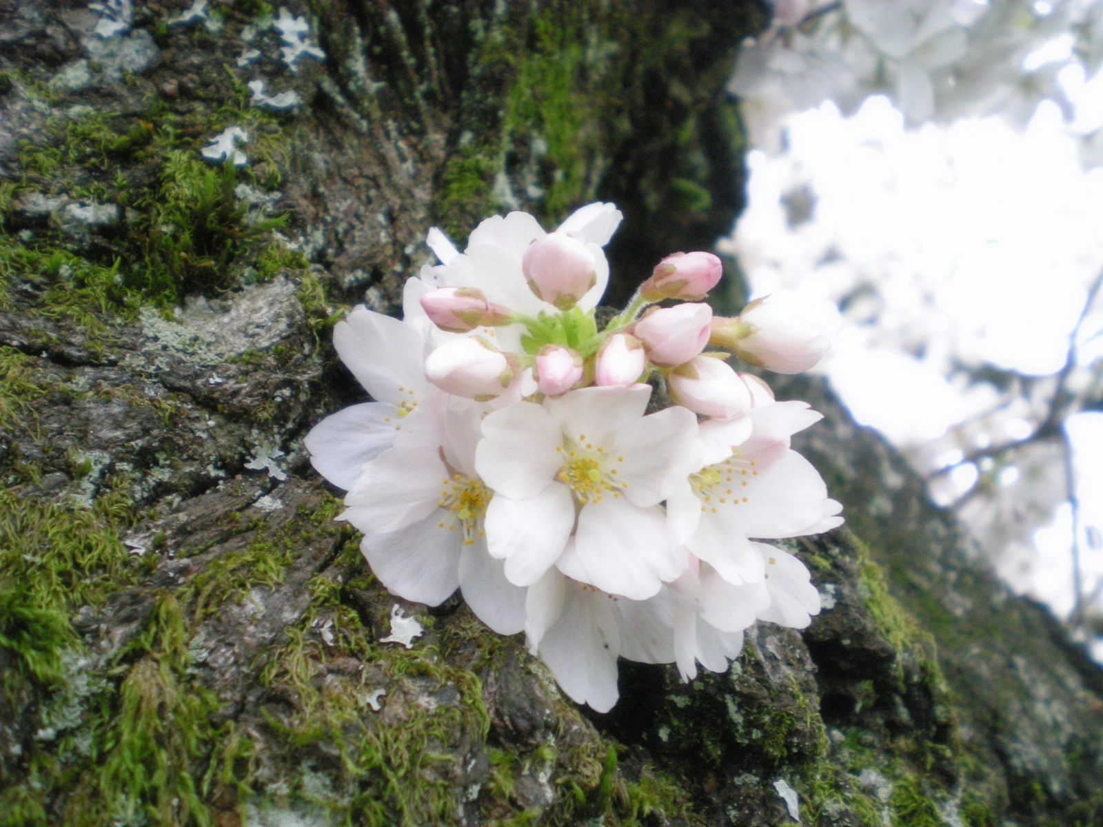 Nikon COOLPIX S200 ♱ cherry blossom