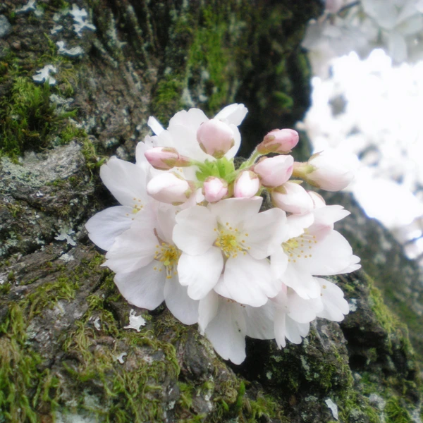Nikon COOLPIX S200 ♱ cherry blossom