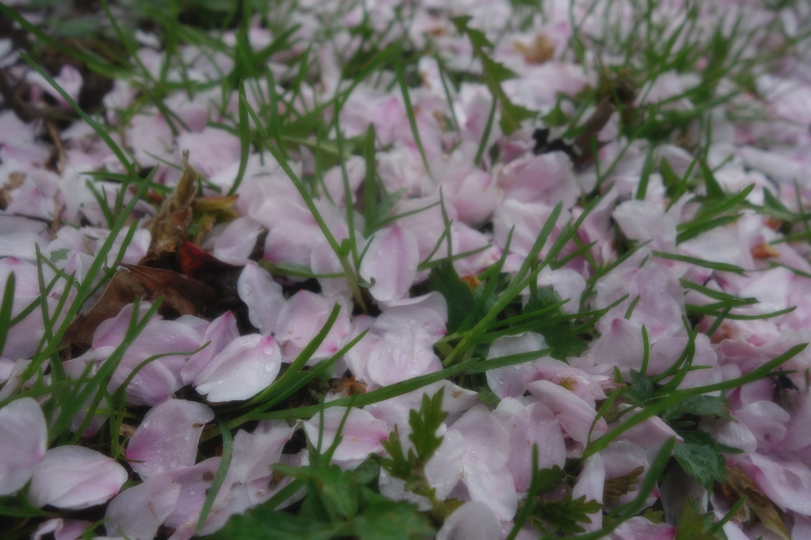 SONY DSC RX100 ♱ cherry blossom sprinkles