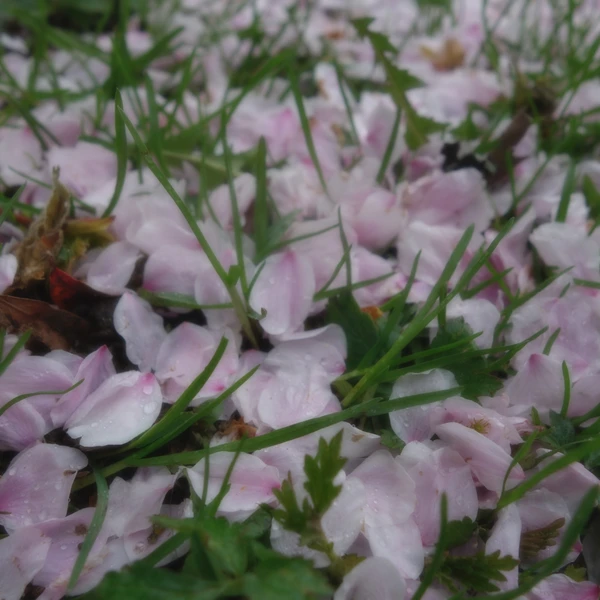 SONY DSC RX100 ♱ cherry blossom sprinkles