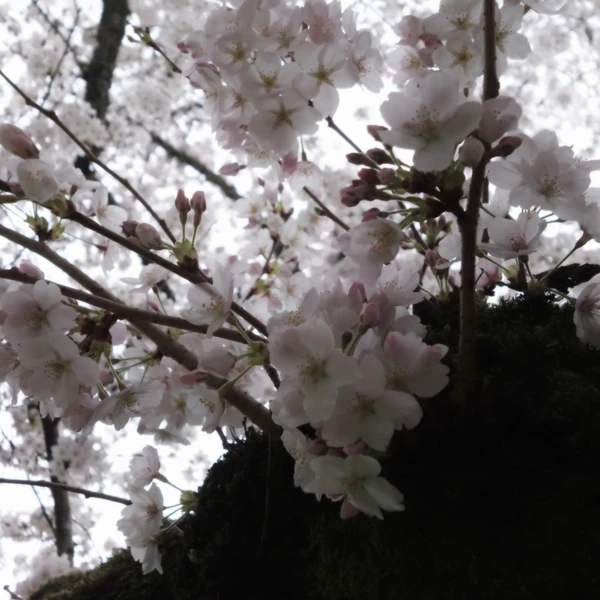 SONY DSC RX100 ♱ cherry blossom