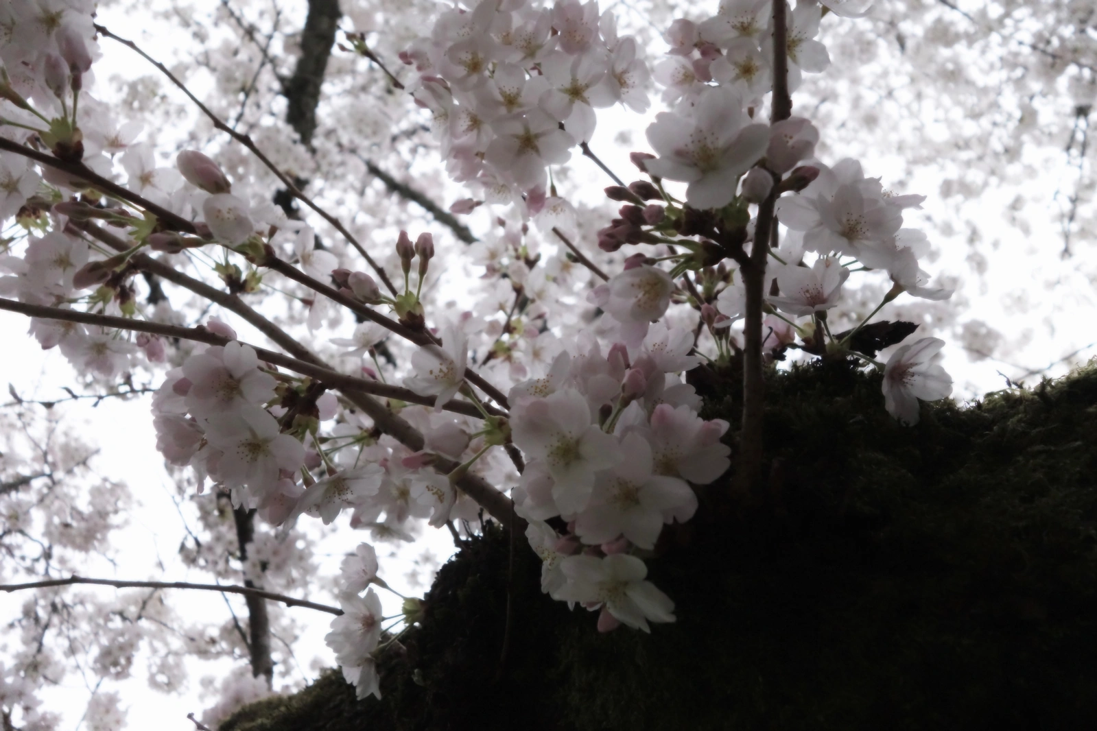 SONY DSC RX100 ♱ cherry blossom