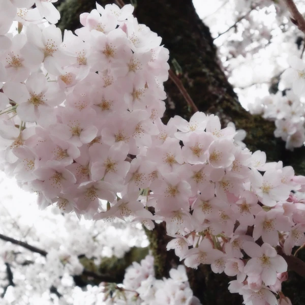 SONY DSC RX100 ♱ cherry blossom