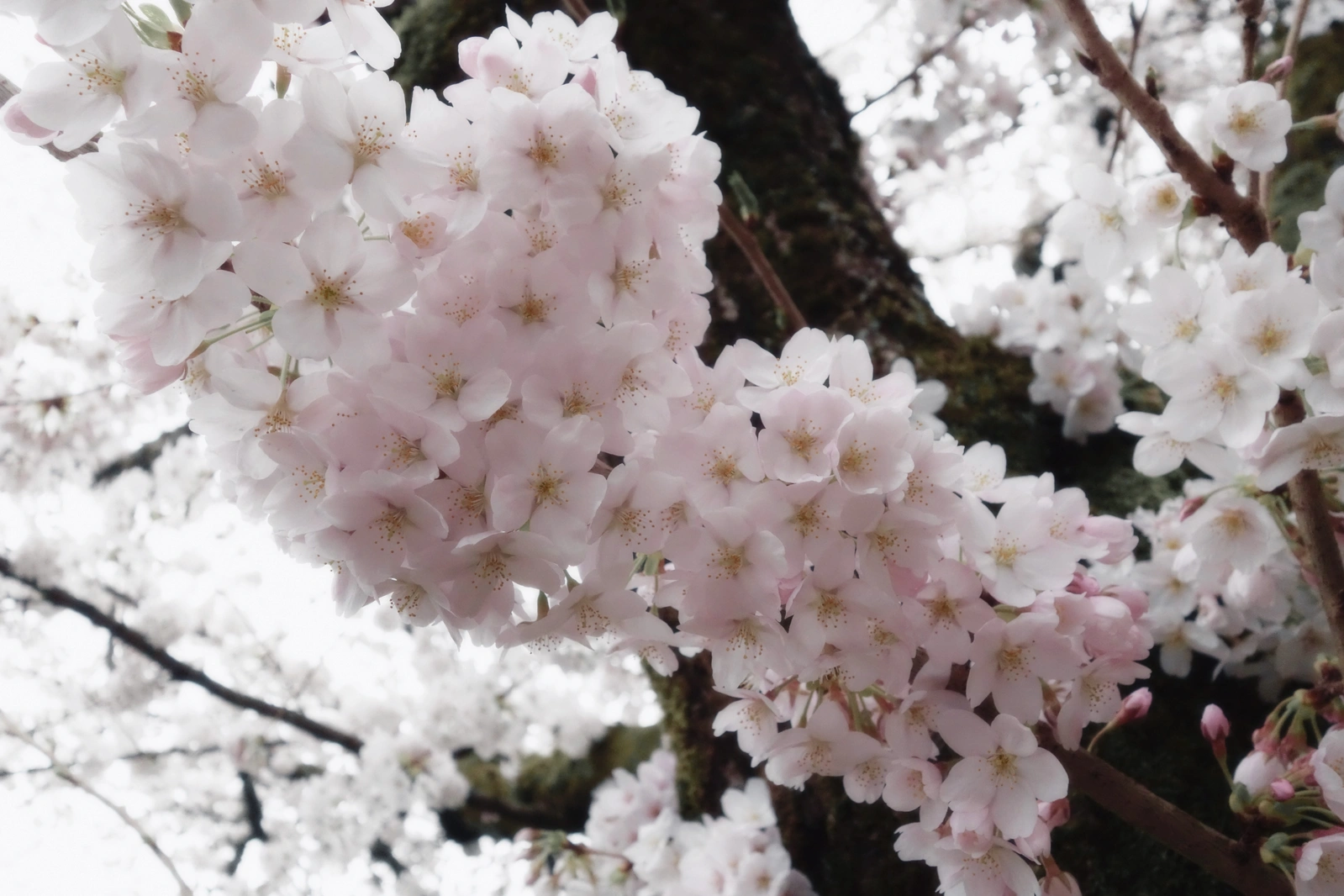 SONY DSC RX100 ♱ cherry blossom