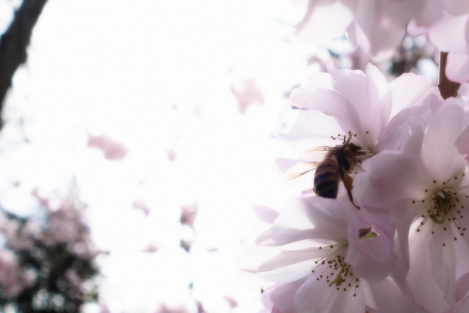 SONY DSC RX100 ♱ plum blossom bee