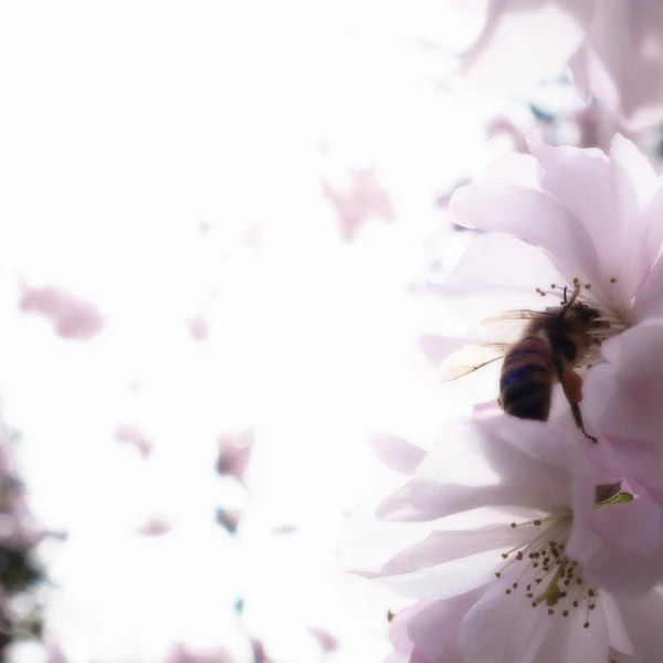 SONY DSC RX100 ♱ plum blossom bee