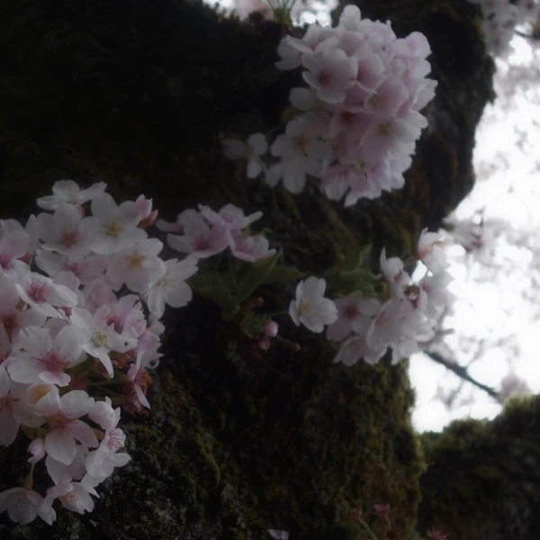 SONY DSC RX100 ♱ cherry blossom