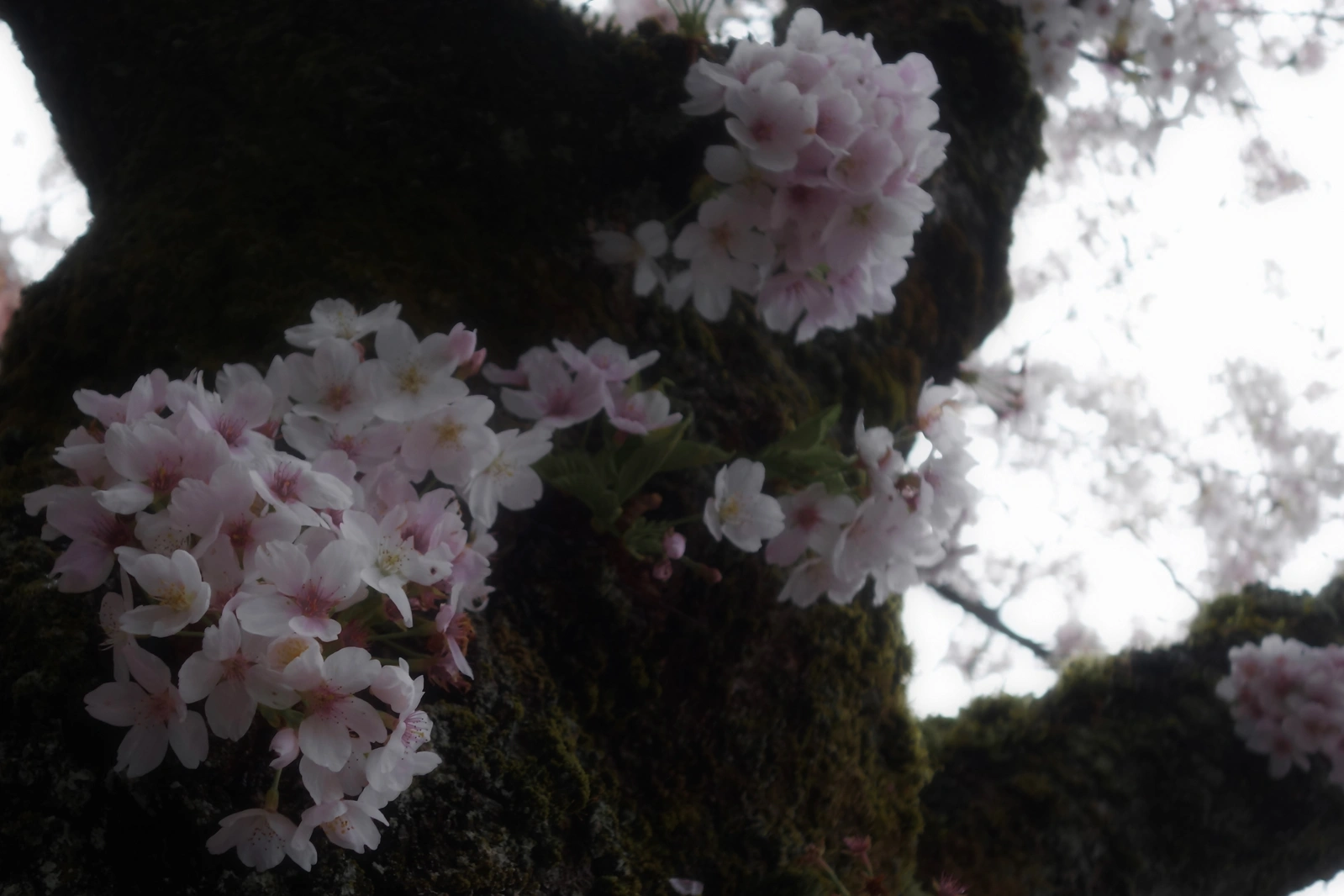 SONY DSC RX100 ♱ cherry blossom