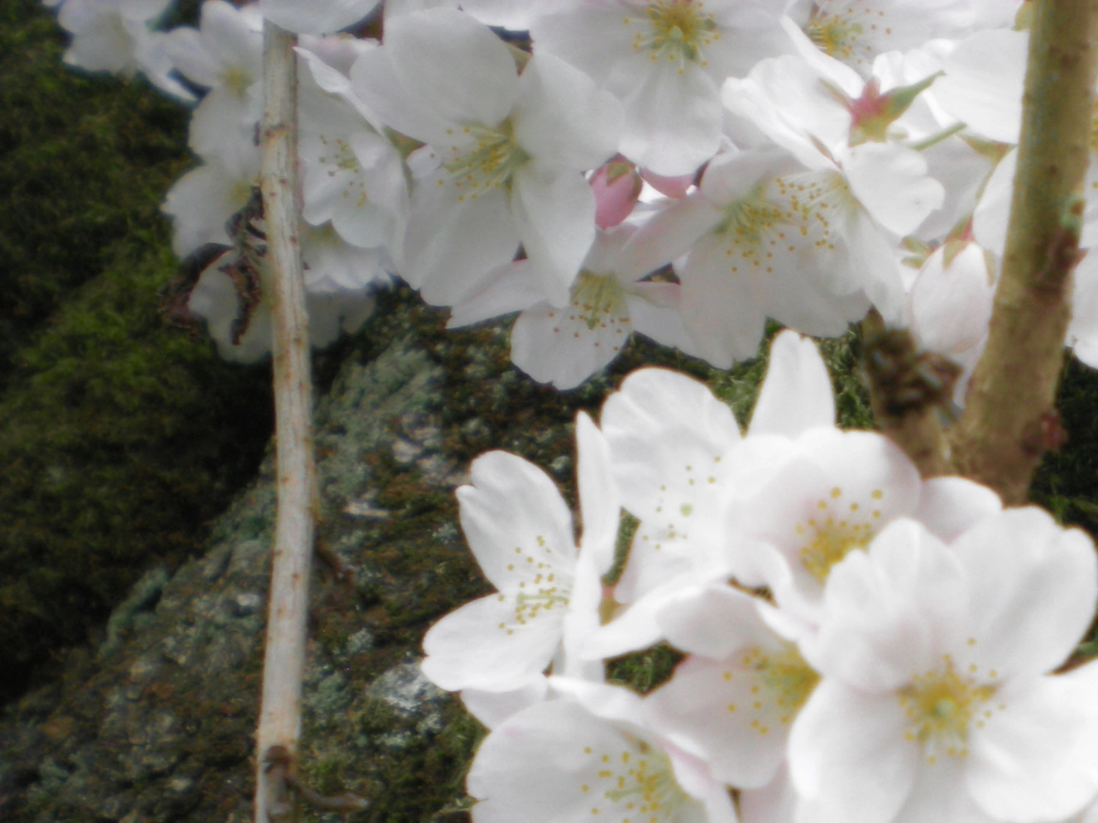 Nikon COOLPIX S200 ♱ cherry blossom