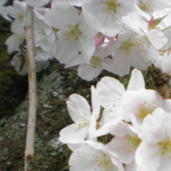 Nikon COOLPIX S200 ♱ cherry blossom