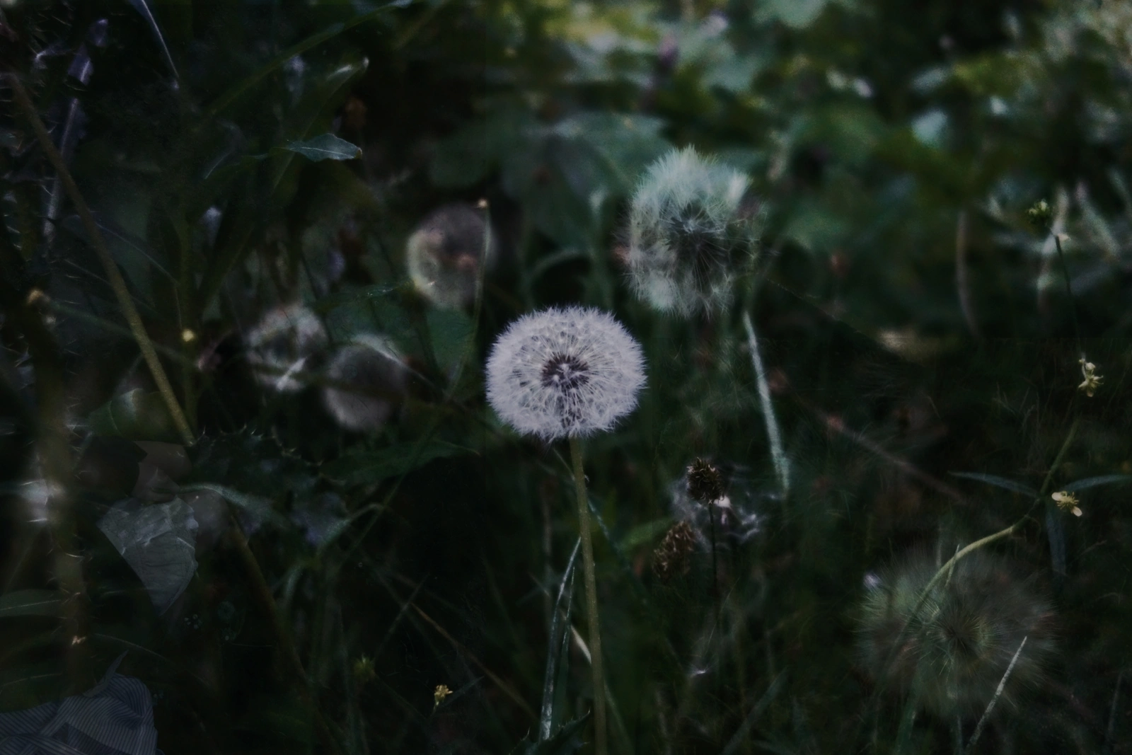 SONY DSC RX100 ♱ dandelion image layering inspo Mimi