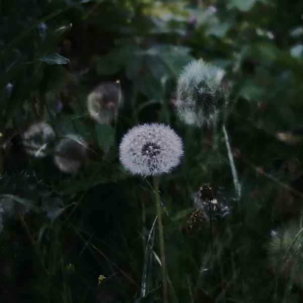 SONY DSC RX100 ♱ dandelion image layering inspo Mimi