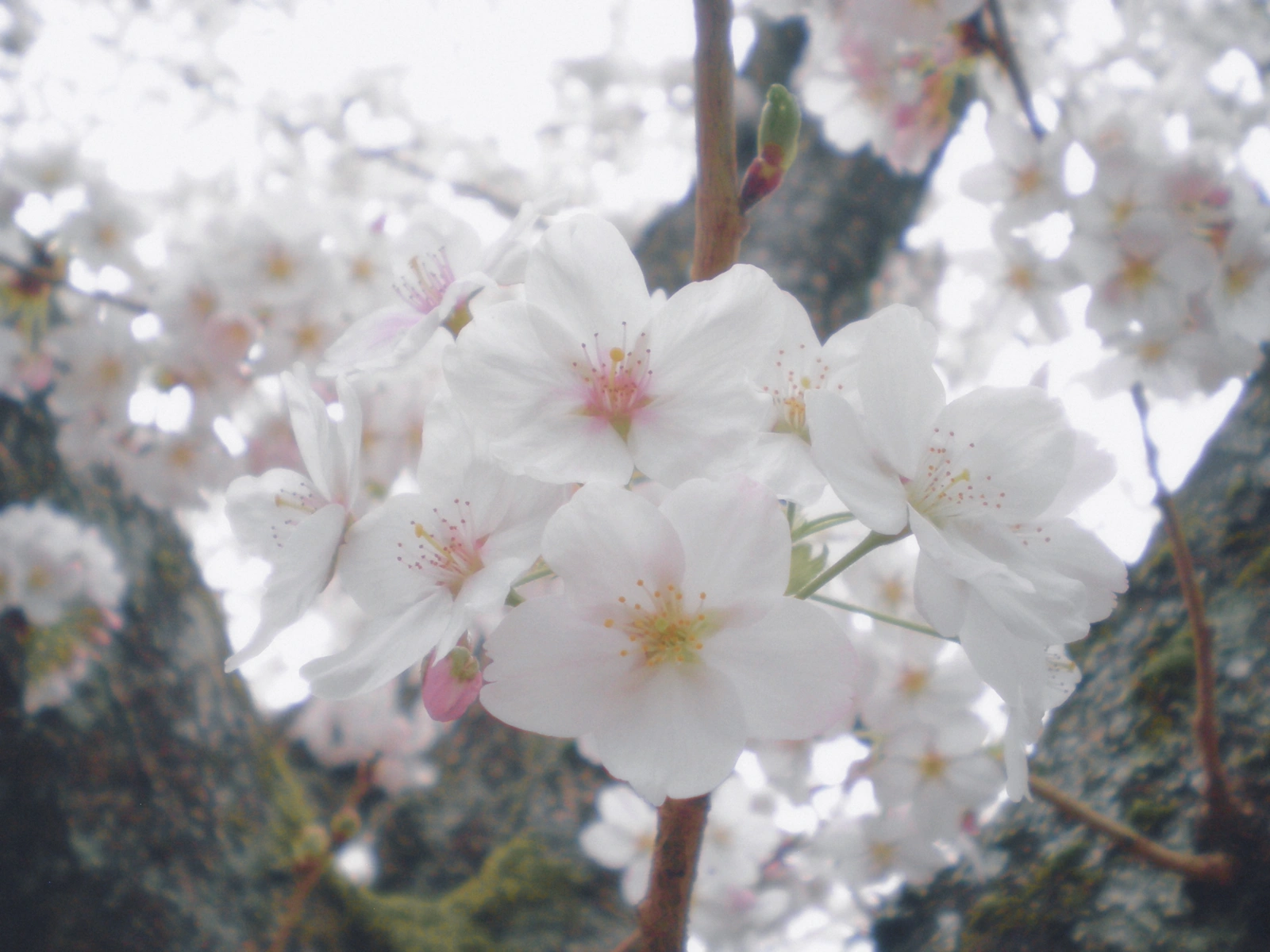 Nikon COOLPIX S200 ♱ cherry blossom
