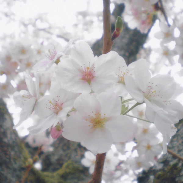 Nikon COOLPIX S200 ♱ cherry blossom