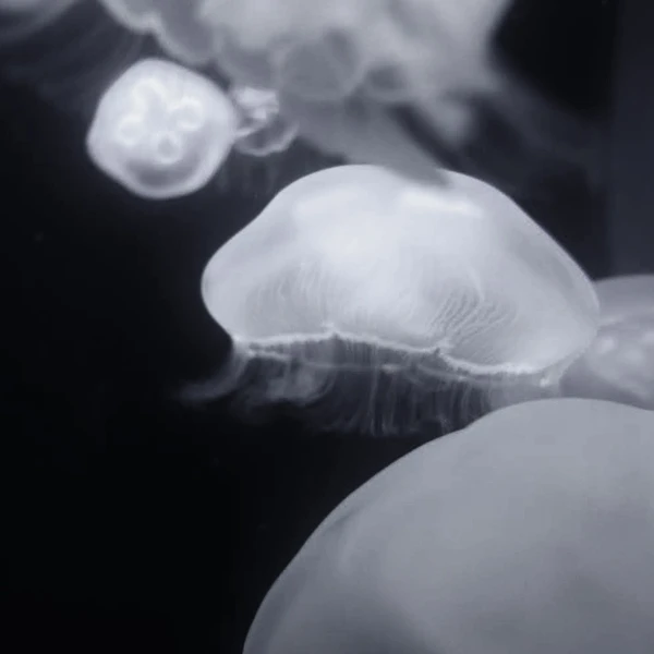 SONY DSC RX100 ♱ jellyfish