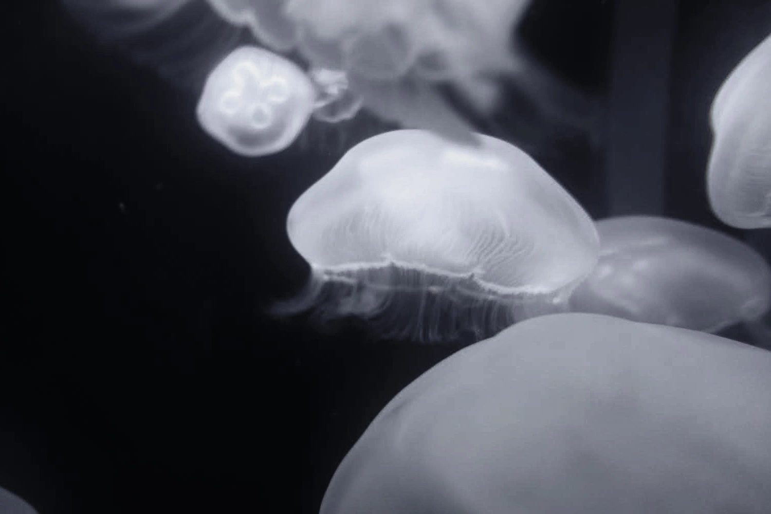 SONY DSC RX100 ♱ jellyfish