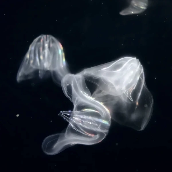 SONY DSC RX100 ♱ jellyfish