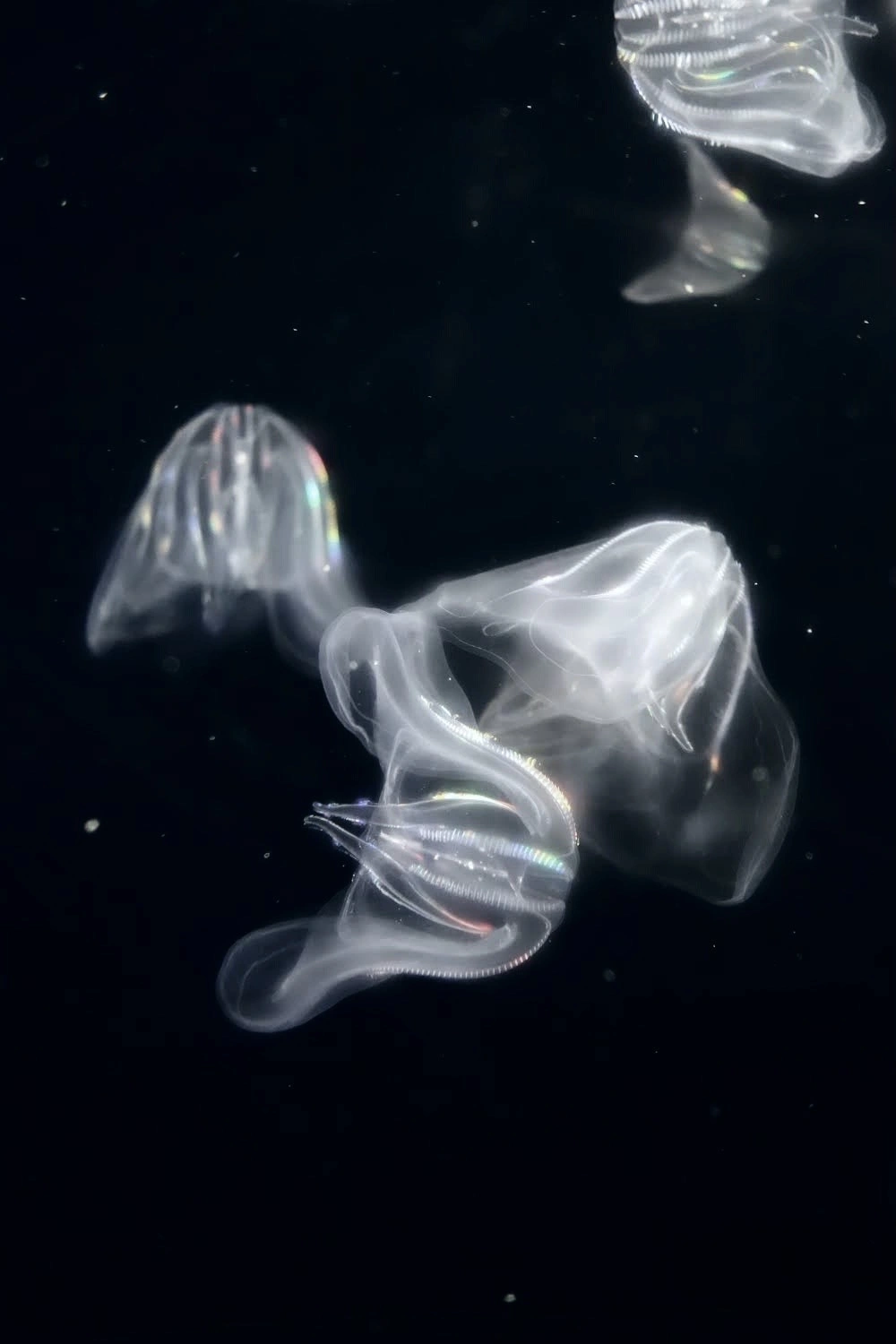 SONY DSC RX100 ♱ jellyfish