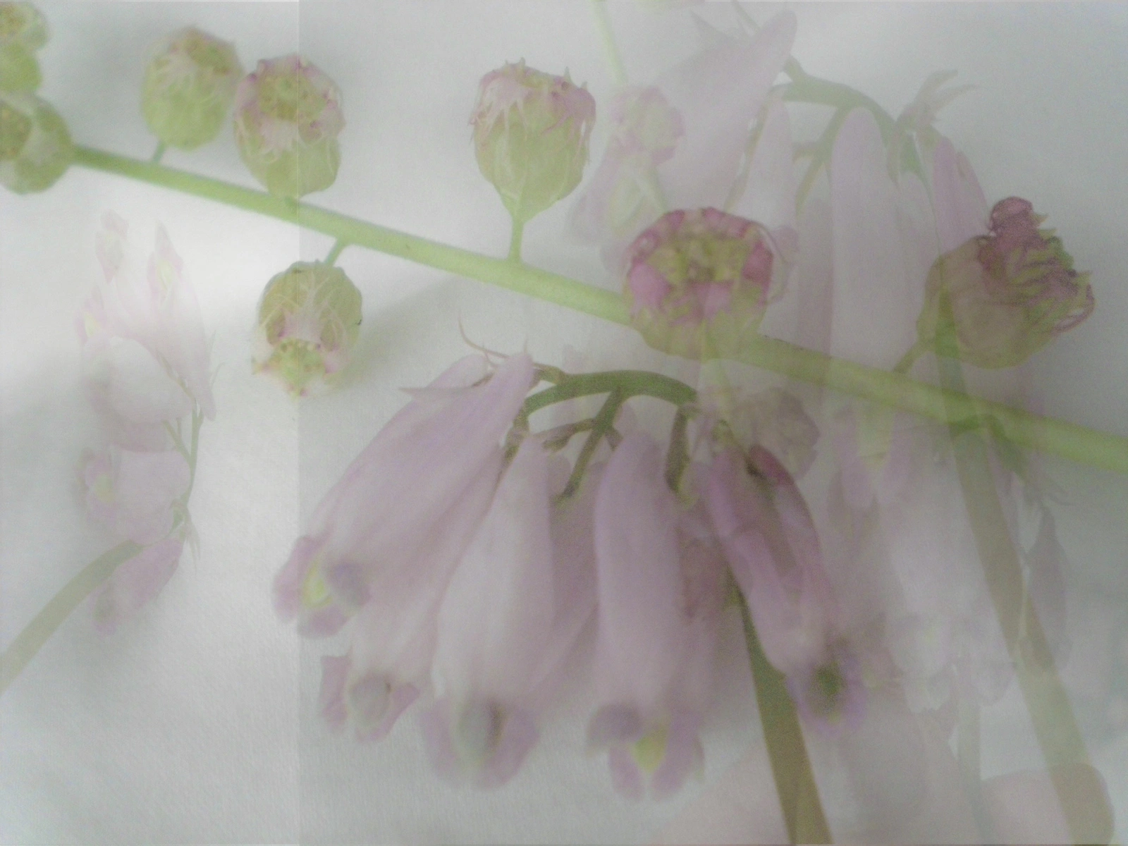 Nikon COOLPIX S200 ♱ flower collage