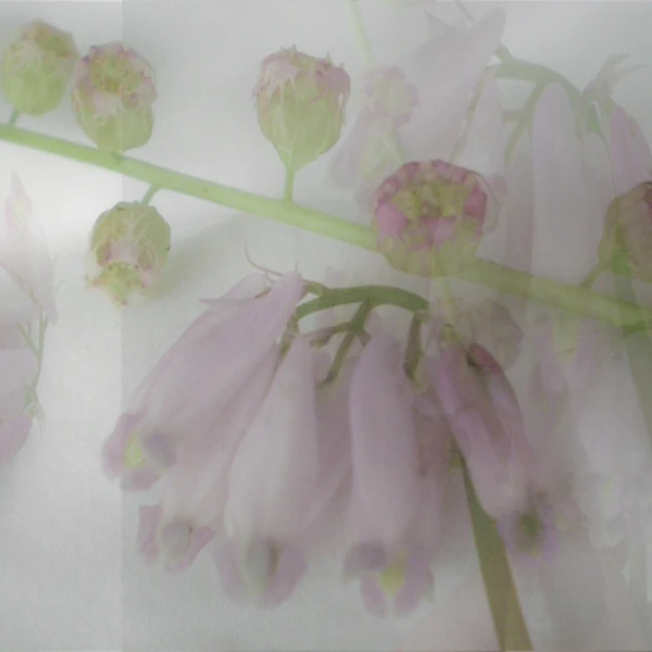 Nikon COOLPIX S200 ♱ flower collage