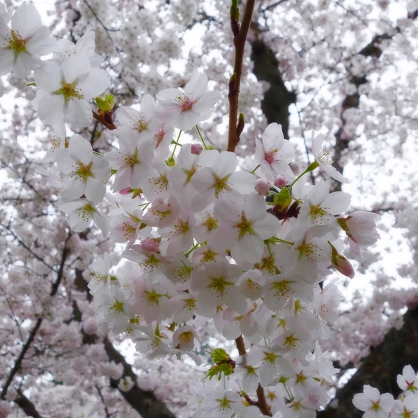 SONY DSC RX100 ♱ cherry blossom