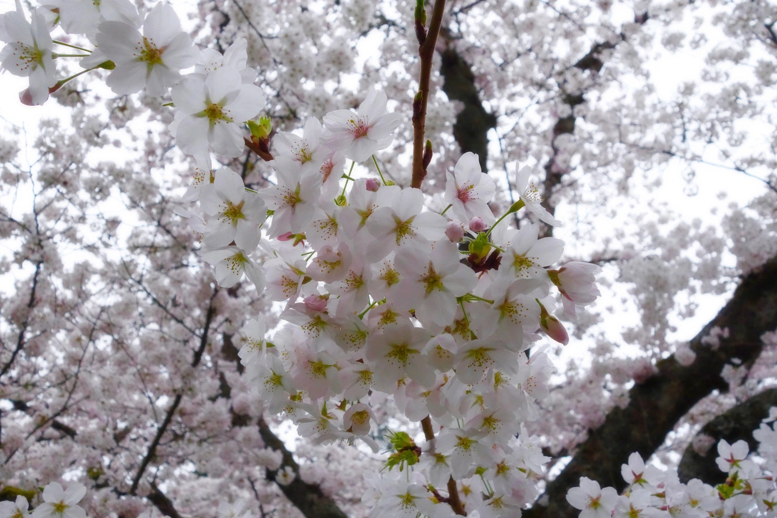 SONY DSC RX100 ♱ cherry blossom