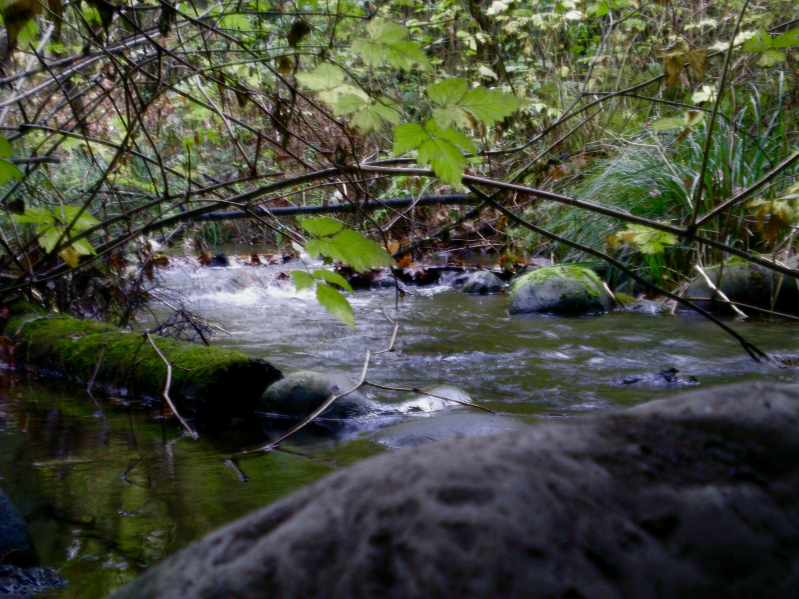 Nikon COOLPIX S200 ♱ creek