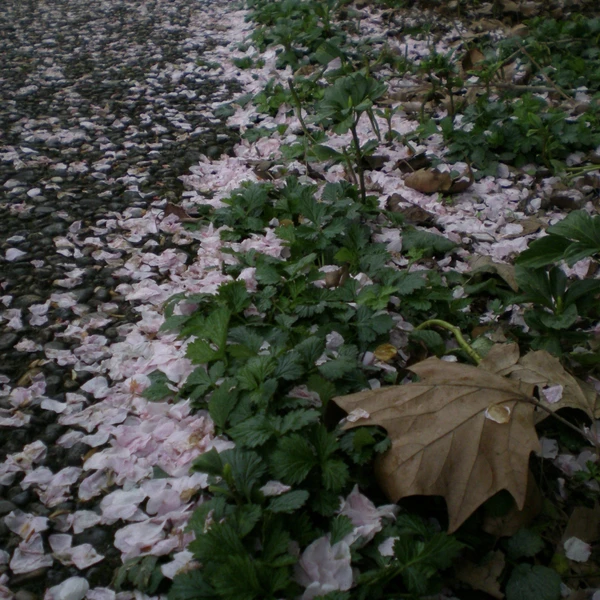 SONY DSC RX100 ♱ the end