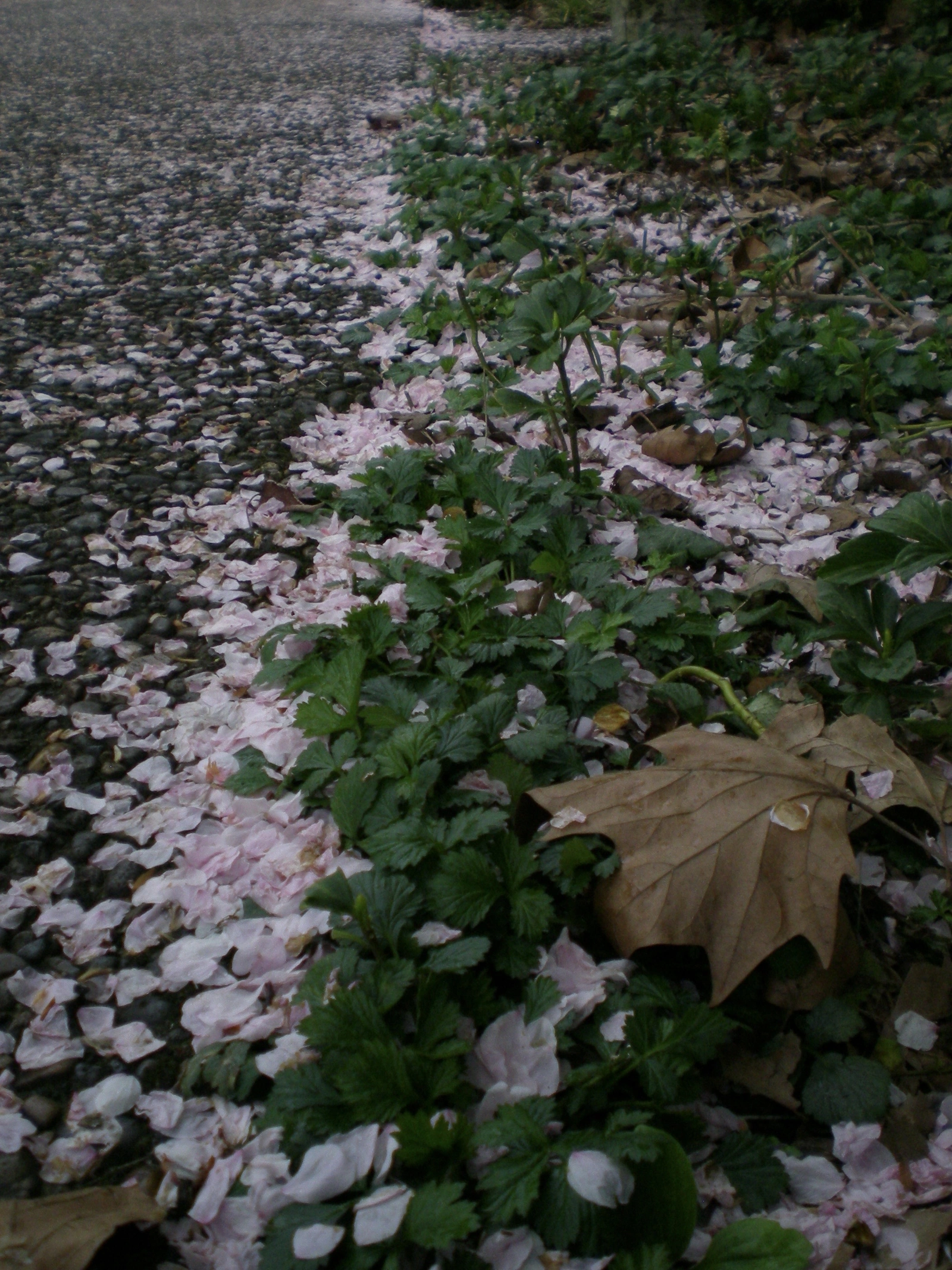SONY DSC RX100 ♱ the end