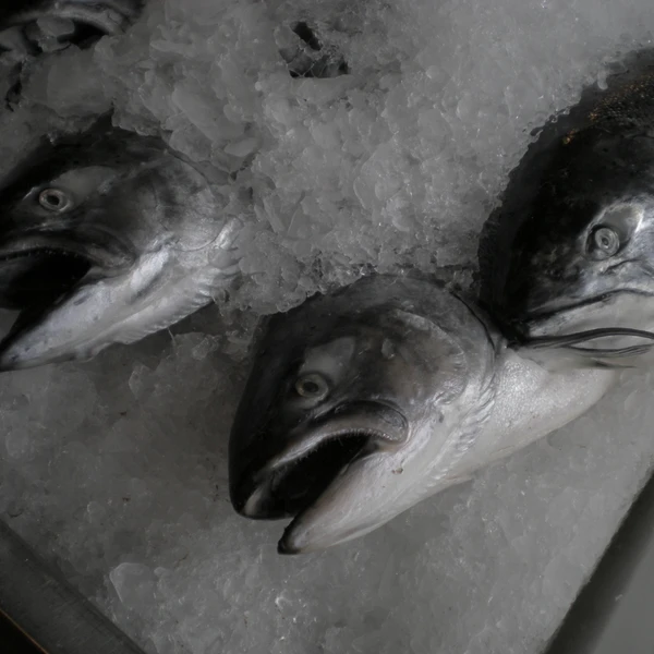 Nikon COOLPIX S200 ♱ fish
