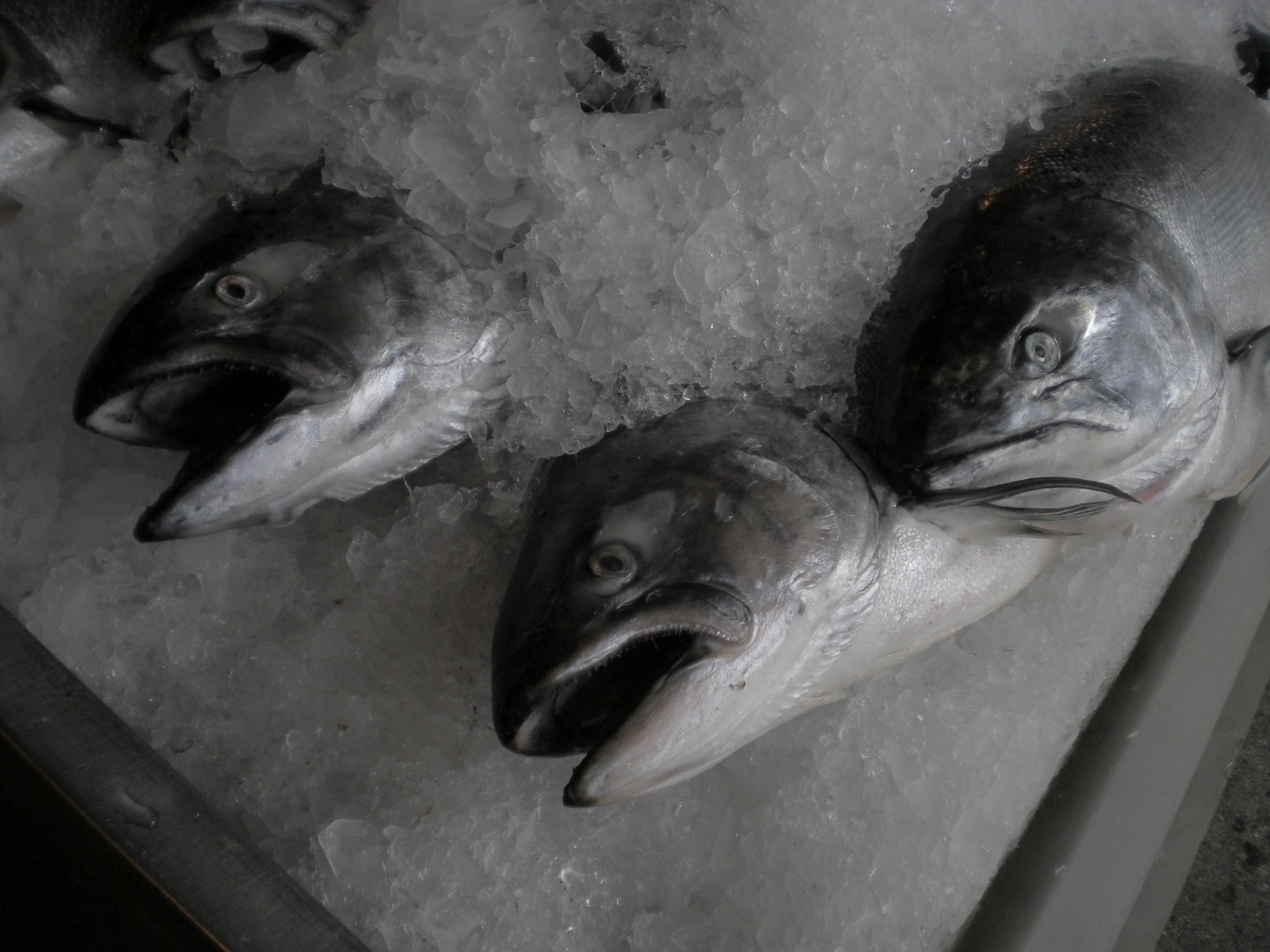 Nikon COOLPIX S200 ♱ fish