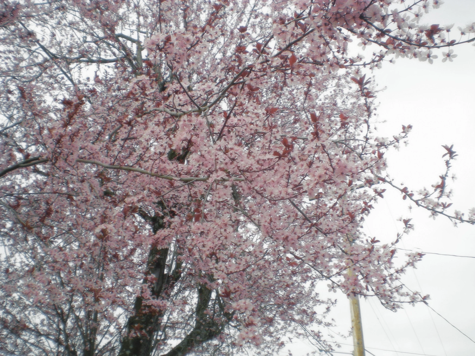 Nikon COOLPIX S200 ♱ cherry blossom