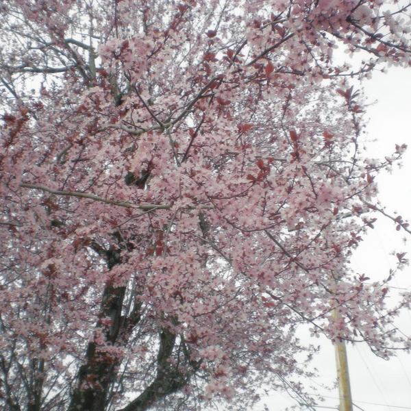 Nikon COOLPIX S200 ♱ cherry blossom