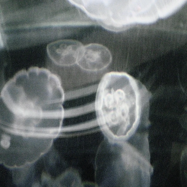Nikon COOLPIX S200 ♱ jellyfish