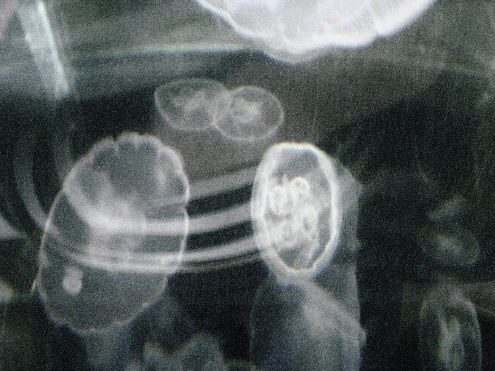 Nikon COOLPIX S200 ♱ jellyfish