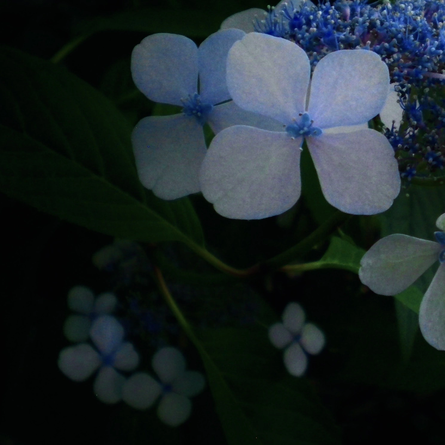 Nikon COOLPIX S200 ♱ loom