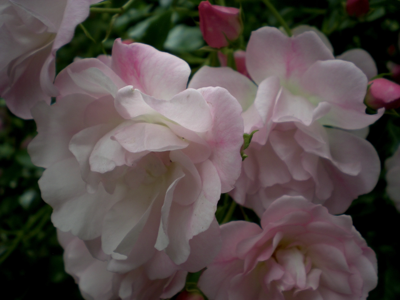 Nikon COOLPIX S200 ♱ rose