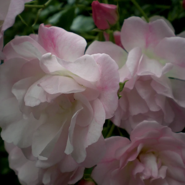 Nikon COOLPIX S200 ♱ rose