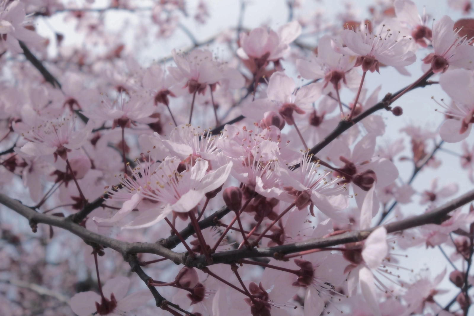 SONY DSC RX100 ♱ cherry blossom