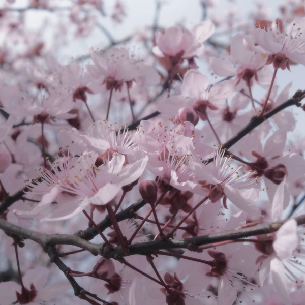 SONY DSC RX100 ♱ cherry blossom