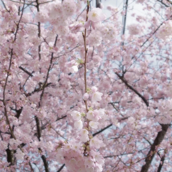 SONY DSC RX100 ♱ plum blossom