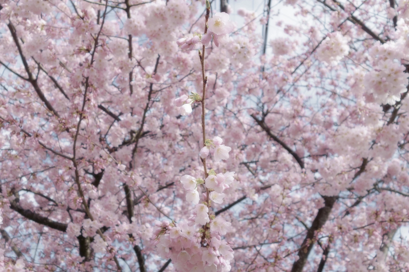 SONY DSC RX100 ♱ plum blossom
