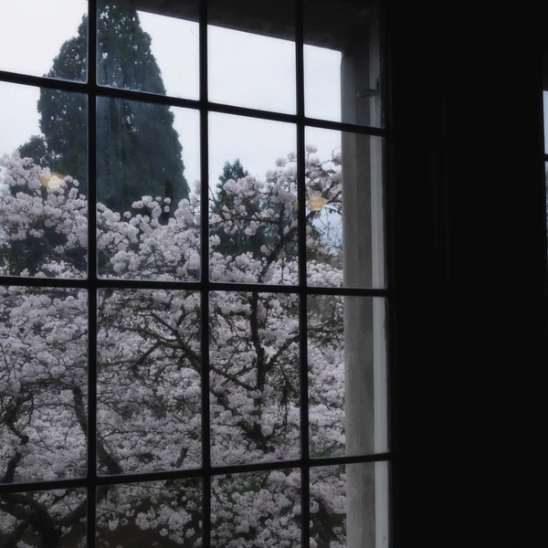 SONY DSC RX100 ♱ classroom cherry blossom
