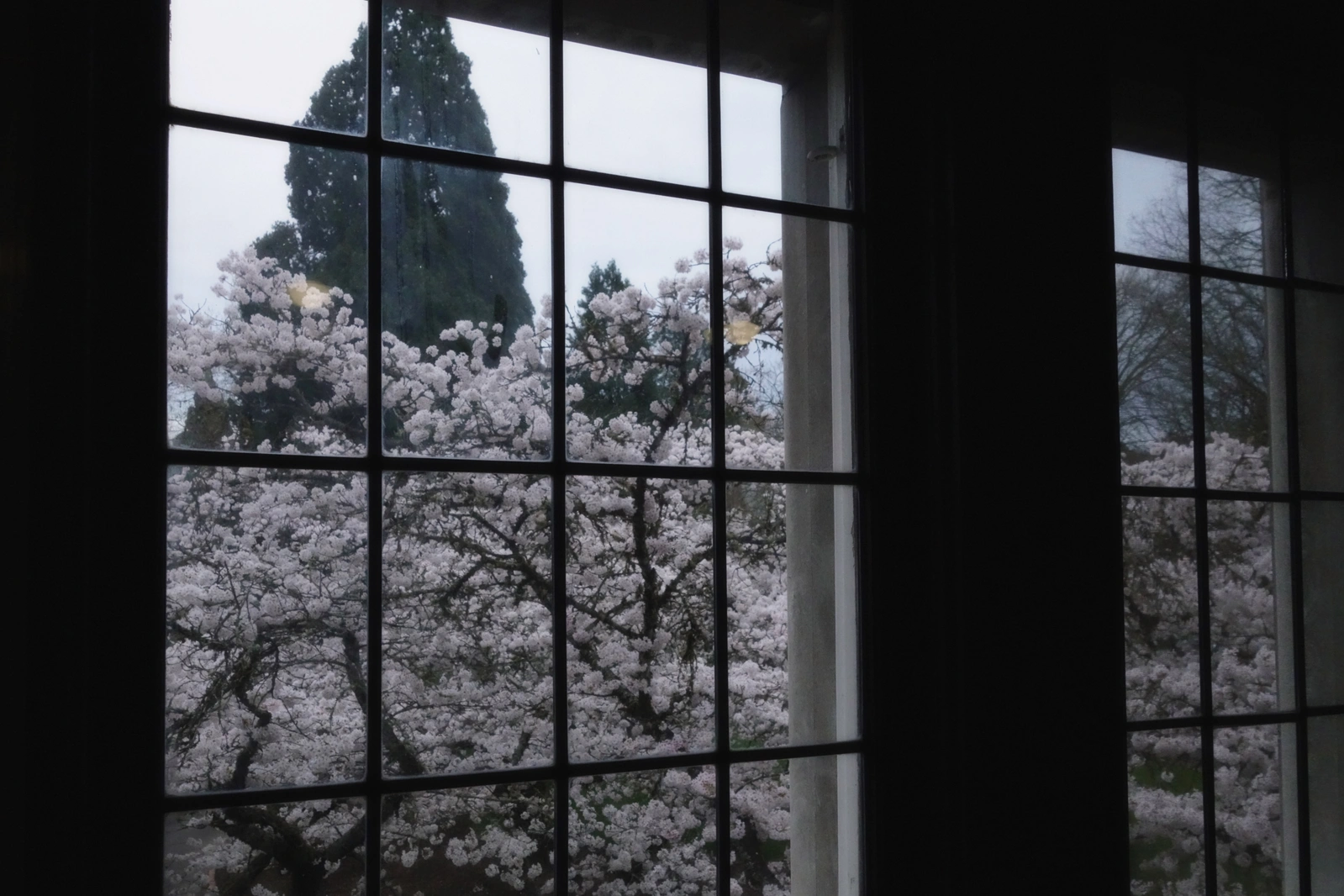 SONY DSC RX100 ♱ classroom cherry blossom