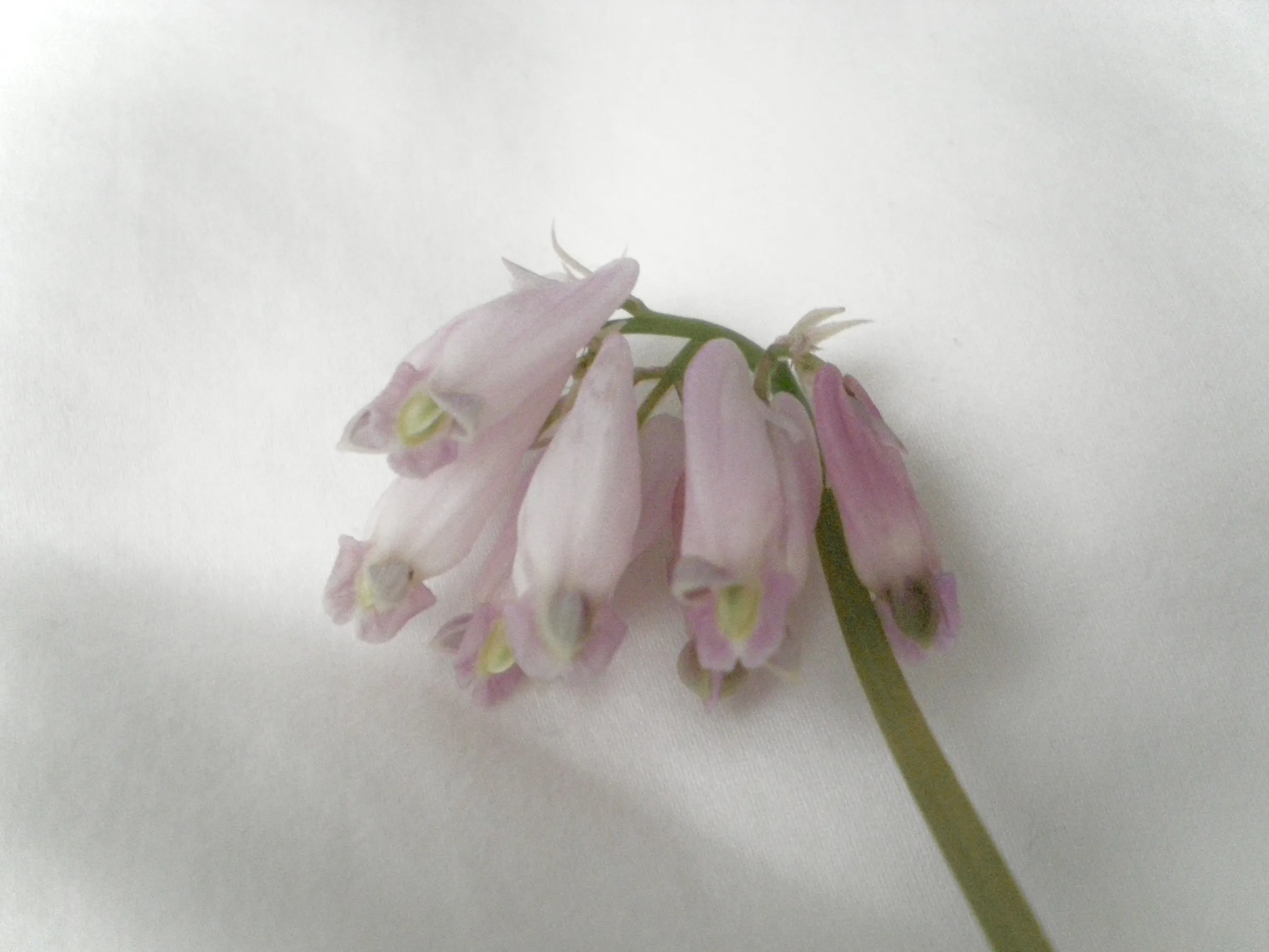 Does anyone know the ID of this flower?